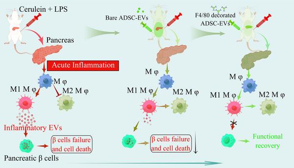 https://cdn.ncbi.nlm.nih.gov/pmc/blobs/ae9c/10847061/4edb52cff50b/JEV2-13-e12410-g008.jpg