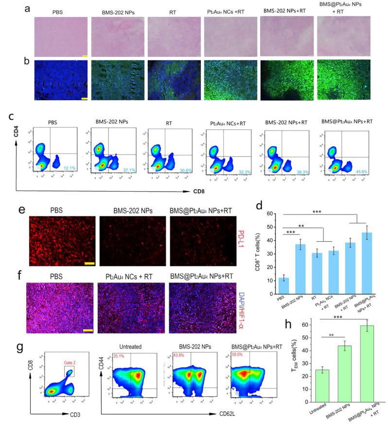 https://cdn.ncbi.nlm.nih.gov/pmc/blobs/ae9d/11657501/0afe550dc662/12951_2024_3057_Fig6_HTML.jpg
