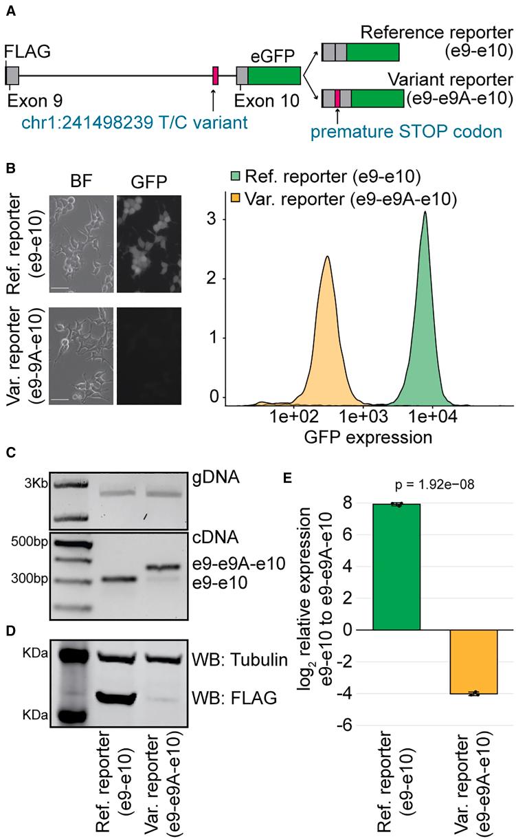 https://cdn.ncbi.nlm.nih.gov/pmc/blobs/aea0/12396411/5f01628f5ae6/gr1.jpg