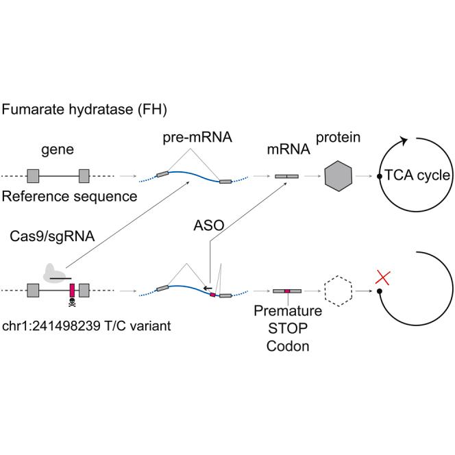 https://cdn.ncbi.nlm.nih.gov/pmc/blobs/aea0/12396411/9b49c67882ac/fx1.jpg