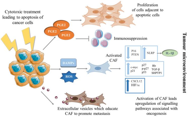 https://cdn.ncbi.nlm.nih.gov/pmc/blobs/aea1/8305815/f08c12a49777/cells-10-01653-g001.jpg