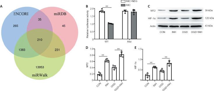 https://cdn.ncbi.nlm.nih.gov/pmc/blobs/aea2/8504397/7dd0cb1d136a/NRR-17-577-g006.jpg