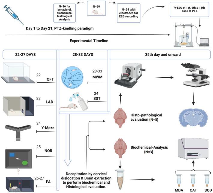 https://cdn.ncbi.nlm.nih.gov/pmc/blobs/aea6/11520030/b58bd8c42c82/CNS-30-e70078-g002.jpg