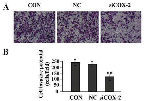 https://cdn.ncbi.nlm.nih.gov/pmc/blobs/aeb0/3980206/320b990208dc/ejh-2014-1-2262-g003.jpg