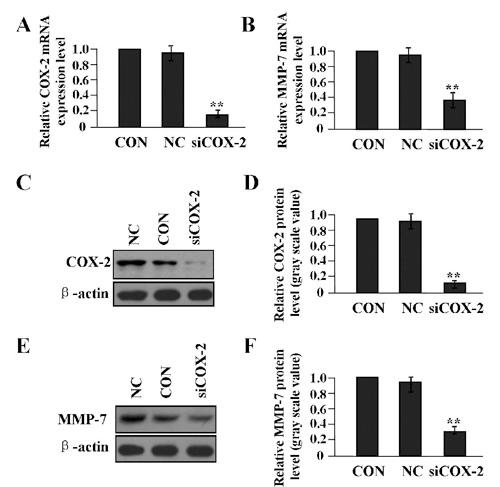https://cdn.ncbi.nlm.nih.gov/pmc/blobs/aeb0/3980206/e6cc415aacbc/ejh-2014-1-2262-g002.jpg