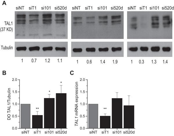 https://cdn.ncbi.nlm.nih.gov/pmc/blobs/aeb2/4884991/2b0e6e3d2736/oncotarget-07-8268-g005.jpg