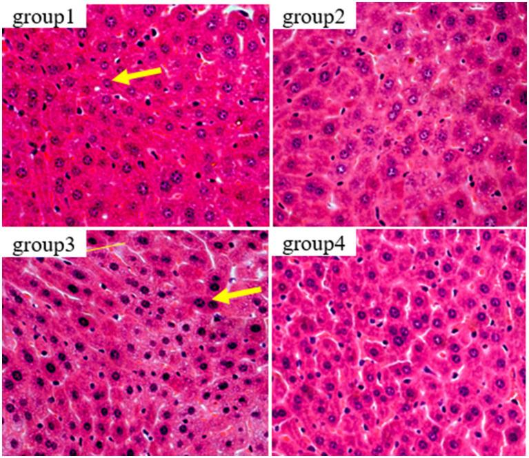https://cdn.ncbi.nlm.nih.gov/pmc/blobs/aeb6/10642302/a3331663cc4a/fmicb-14-1286503-g005.jpg