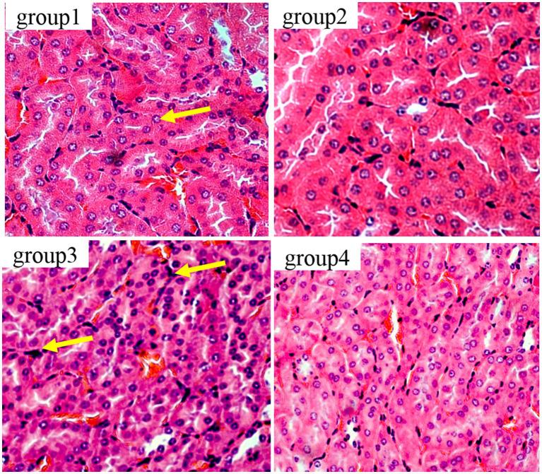 https://cdn.ncbi.nlm.nih.gov/pmc/blobs/aeb6/10642302/c61e3c87a23c/fmicb-14-1286503-g006.jpg