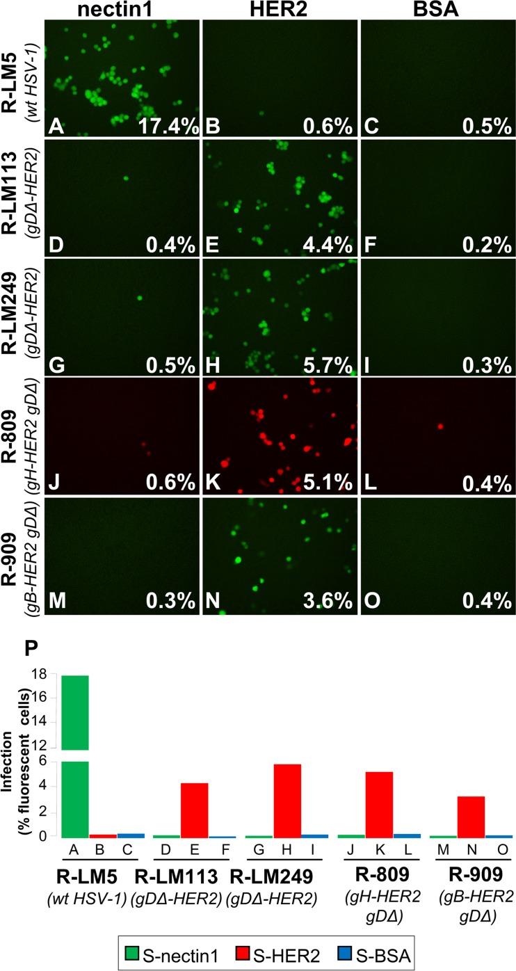 https://cdn.ncbi.nlm.nih.gov/pmc/blobs/aeb7/5411103/c84f7a13d0dc/ppat.1006352.g009.jpg