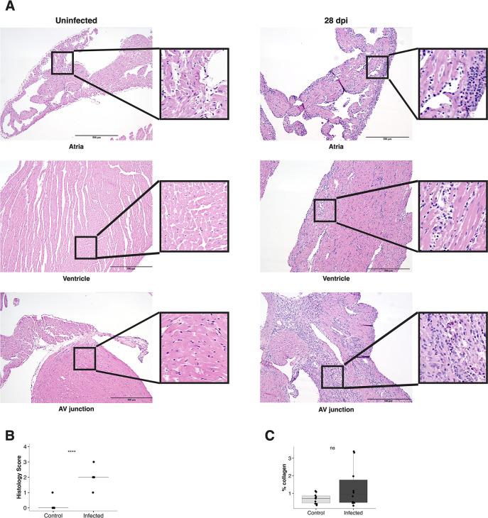 https://cdn.ncbi.nlm.nih.gov/pmc/blobs/aeb8/11792545/7d6ea6ff580c/spectrum.01623-24.f004.jpg