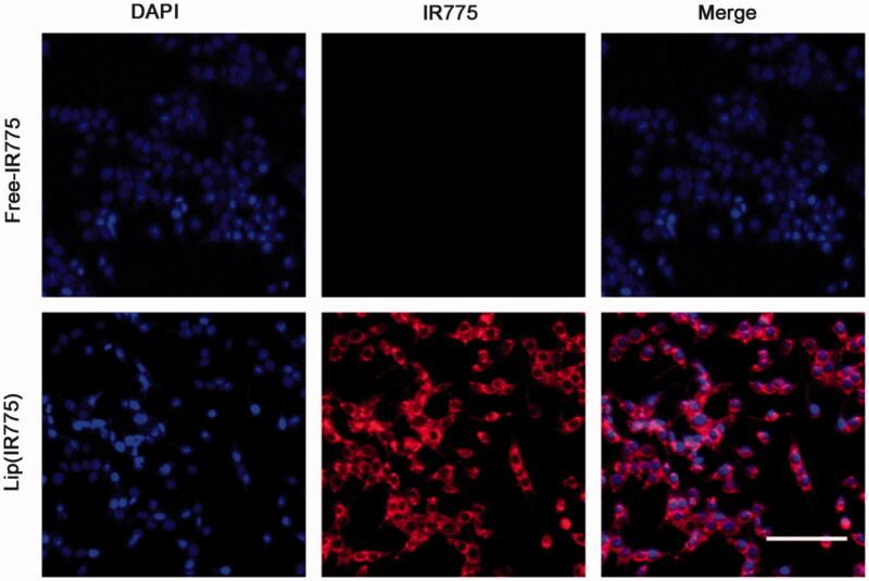 https://cdn.ncbi.nlm.nih.gov/pmc/blobs/aeb9/8241066/f99c5e2e580d/IDRD_A_1378939_F0002_C.jpg