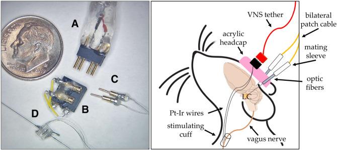 https://cdn.ncbi.nlm.nih.gov/pmc/blobs/aebc/11662141/8bc0dd526bc3/LM053958Cal_F4.jpg