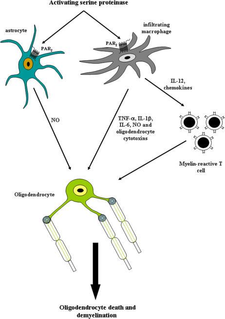 https://cdn.ncbi.nlm.nih.gov/pmc/blobs/aec1/2118197/3d5cd78b465b/jem2030425f09.jpg