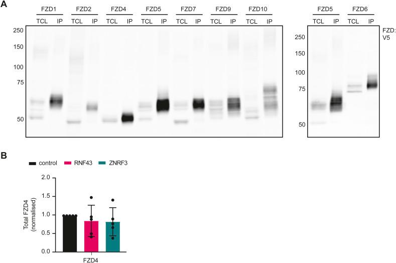 https://cdn.ncbi.nlm.nih.gov/pmc/blobs/aec4/11231576/7552edf1146d/LSA-2024-02575_FigS1.jpg