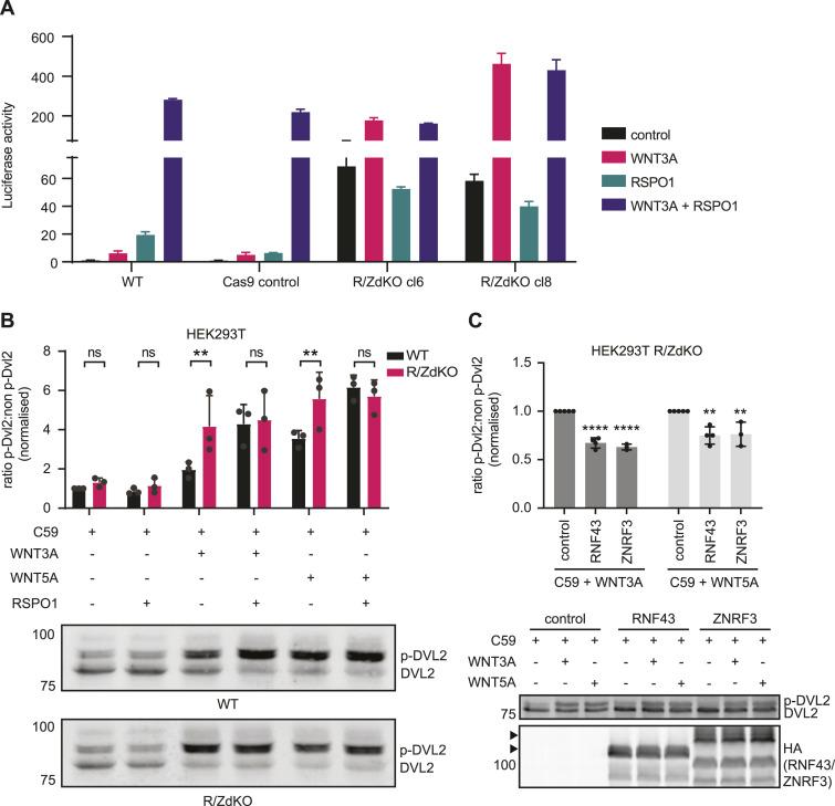 https://cdn.ncbi.nlm.nih.gov/pmc/blobs/aec4/11231576/82d3823a53a9/LSA-2024-02575_Fig1.jpg