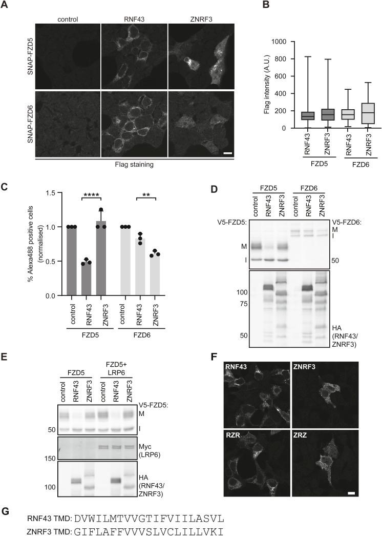 https://cdn.ncbi.nlm.nih.gov/pmc/blobs/aec4/11231576/a365443465a5/LSA-2024-02575_FigS2.jpg