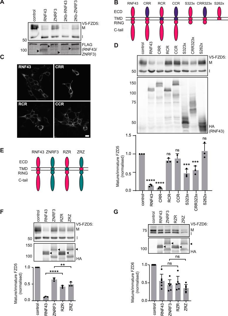https://cdn.ncbi.nlm.nih.gov/pmc/blobs/aec4/11231576/aa2e430bf7a3/LSA-2024-02575_Fig3.jpg