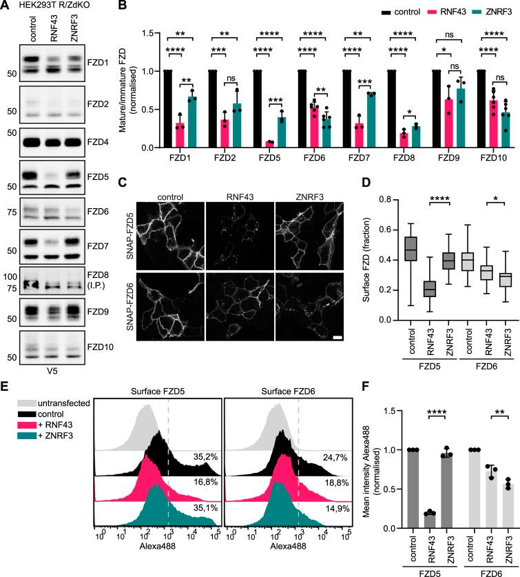 https://cdn.ncbi.nlm.nih.gov/pmc/blobs/aec4/11231576/c1c9e2406f3b/LSA-2024-02575_Fig2.jpg