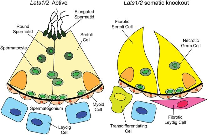 https://cdn.ncbi.nlm.nih.gov/pmc/blobs/aec5/12131273/5fd546139687/REP-25-0016fig4.jpg