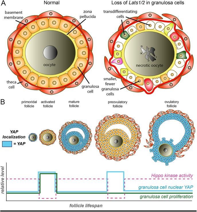 https://cdn.ncbi.nlm.nih.gov/pmc/blobs/aec5/12131273/6e8d6c363954/REP-25-0016fig2.jpg