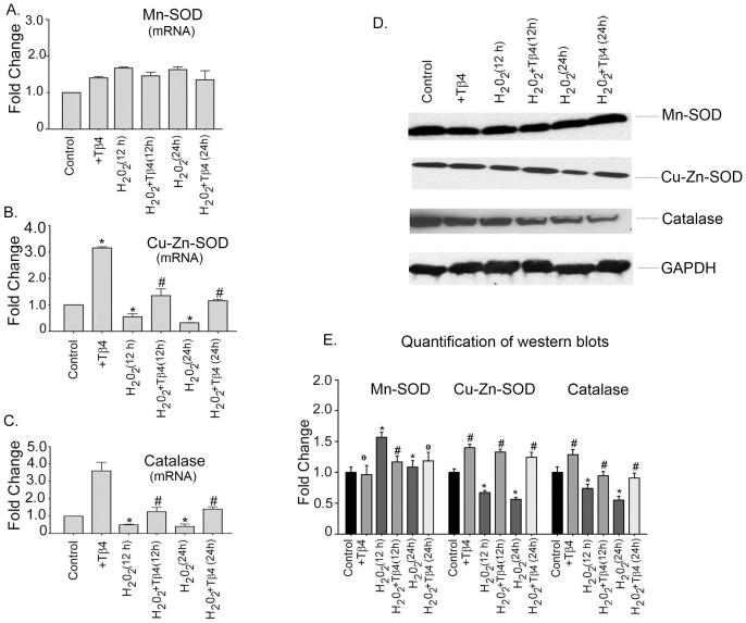 https://cdn.ncbi.nlm.nih.gov/pmc/blobs/aec6/3411836/dc17d5344b21/pone.0042586.g002.jpg