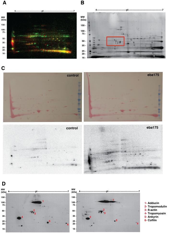 https://cdn.ncbi.nlm.nih.gov/pmc/blobs/aec7/5333951/96319bf323a3/elife-21083-fig2-figsupp1.jpg