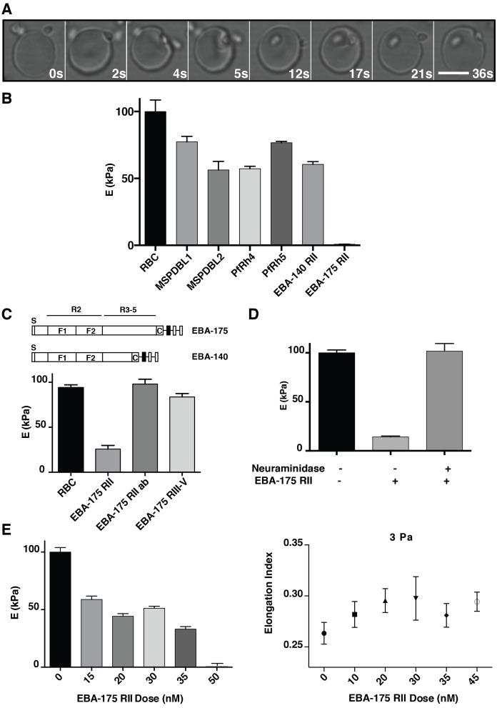 https://cdn.ncbi.nlm.nih.gov/pmc/blobs/aec7/5333951/c4f353e73400/elife-21083-fig1.jpg