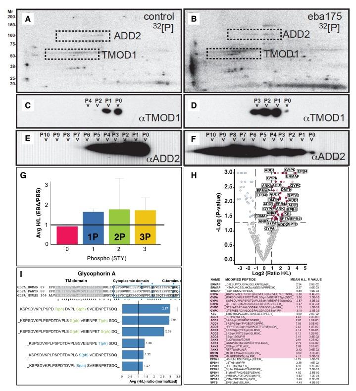 https://cdn.ncbi.nlm.nih.gov/pmc/blobs/aec7/5333951/f34f3efaef3c/elife-21083-fig2.jpg