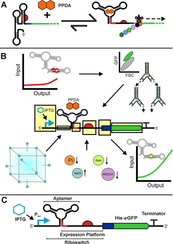 https://cdn.ncbi.nlm.nih.gov/pmc/blobs/aec9/6492952/102165771132/sb-2019-00017y_0001.jpg