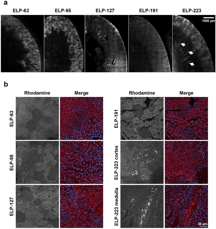 https://cdn.ncbi.nlm.nih.gov/pmc/blobs/aeca/5962569/646c4fd725ce/41598_2018_24897_Fig6_HTML.jpg