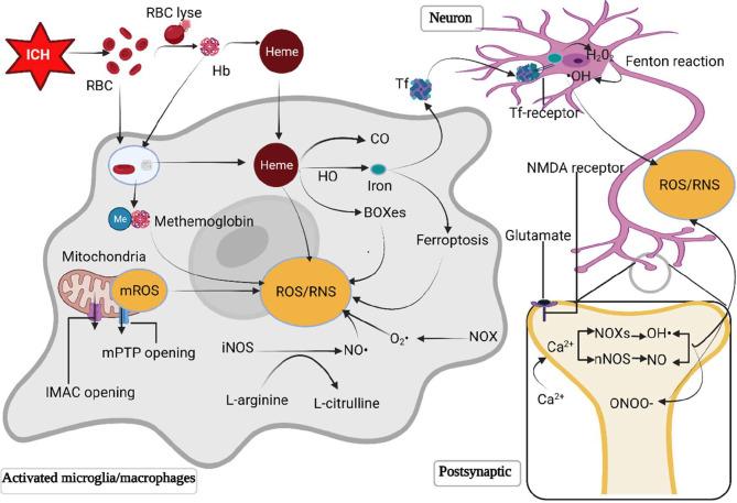 https://cdn.ncbi.nlm.nih.gov/pmc/blobs/aecc/8959663/6d94f495dcca/fimmu-13-847246-g001.jpg