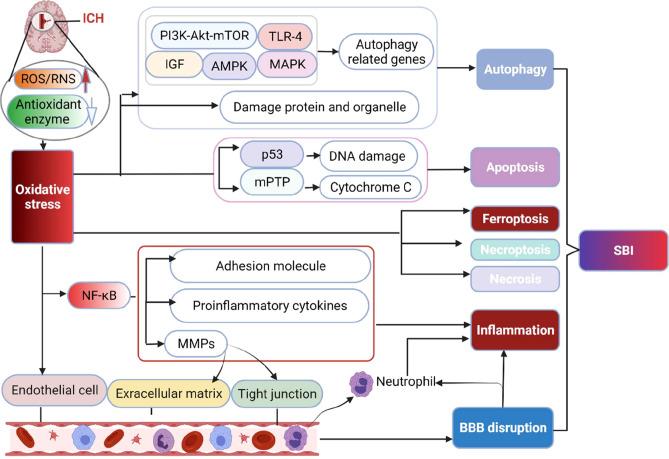 https://cdn.ncbi.nlm.nih.gov/pmc/blobs/aecc/8959663/8e837d0f9e45/fimmu-13-847246-g002.jpg