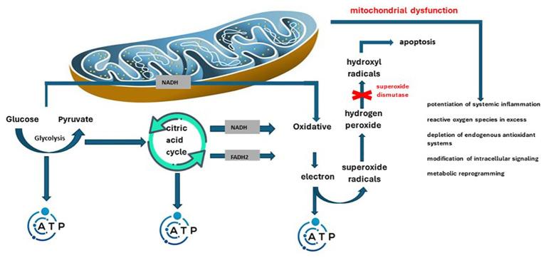 https://cdn.ncbi.nlm.nih.gov/pmc/blobs/aecd/11338799/e9187ac1ba96/fimmu-15-1394869-g002.jpg