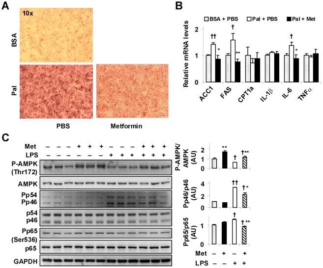 https://cdn.ncbi.nlm.nih.gov/pmc/blobs/aece/3956460/5880ade4a7ba/pone.0091111.g005.jpg