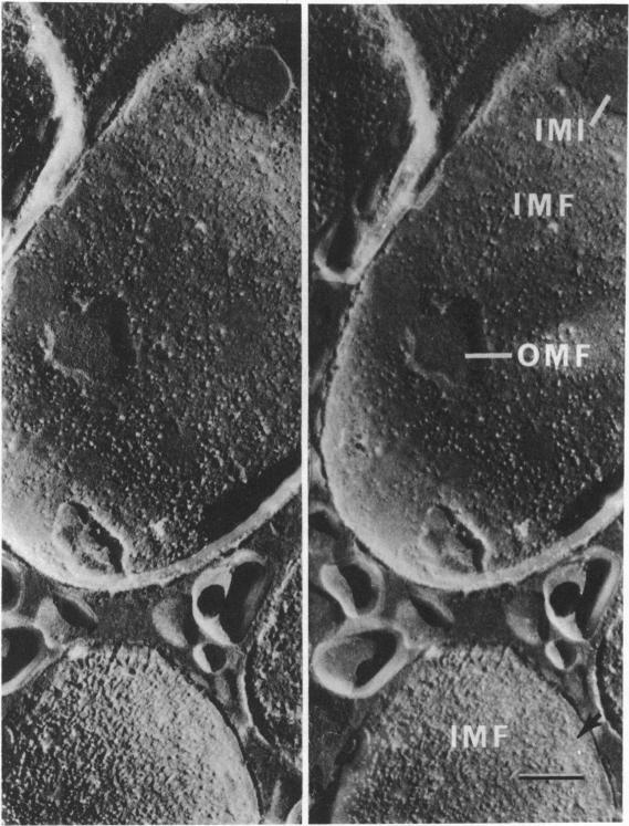 https://cdn.ncbi.nlm.nih.gov/pmc/blobs/aecf/235361/8400f30daaa1/jbacter00307-0413-a.jpg