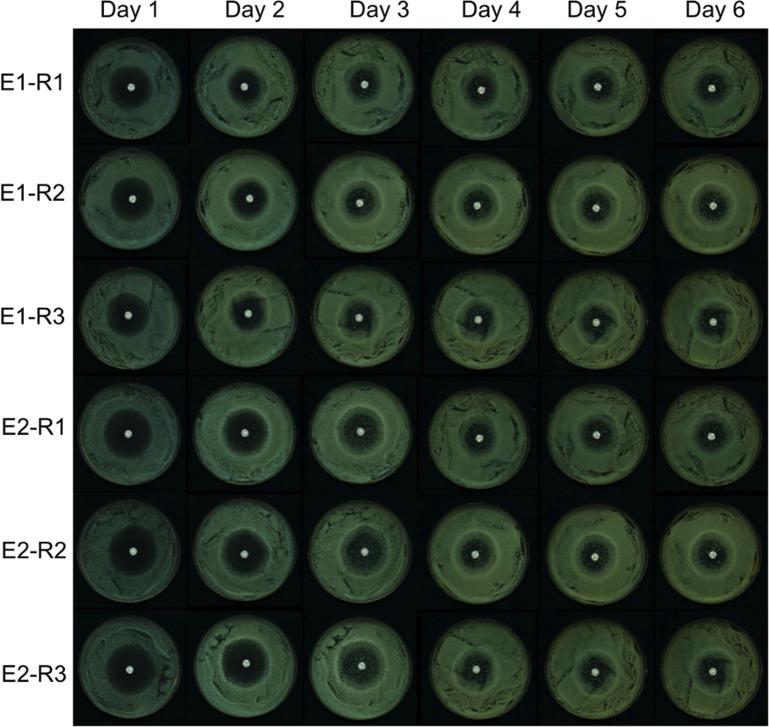 https://cdn.ncbi.nlm.nih.gov/pmc/blobs/aed0/10699808/a6d9bfb1452e/elife-81406-app1-fig1.jpg
