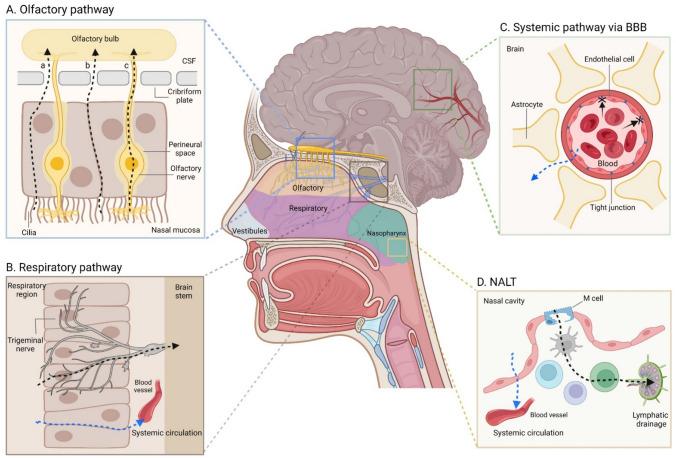 https://cdn.ncbi.nlm.nih.gov/pmc/blobs/aed4/9308891/a6e8ee4715b3/40005_2022_589_Fig1_HTML.jpg