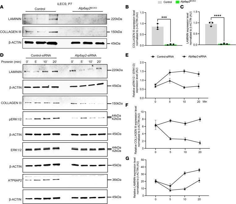 https://cdn.ncbi.nlm.nih.gov/pmc/blobs/aed5/9675464/b6b003f06fac/jciinsight-7-154379-g116.jpg