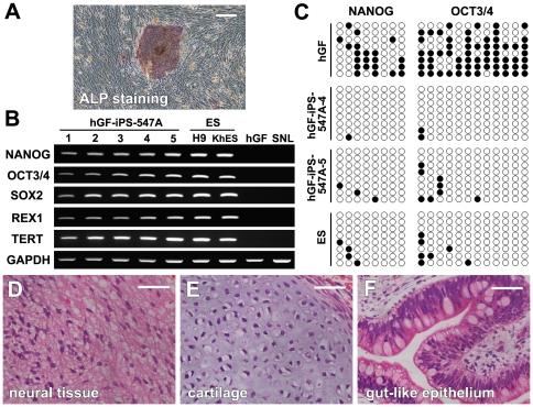 https://cdn.ncbi.nlm.nih.gov/pmc/blobs/aed9/2939066/834aae34a624/pone.0012743.g007.jpg