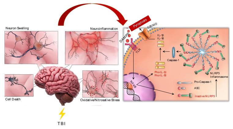 https://cdn.ncbi.nlm.nih.gov/pmc/blobs/aedb/7503761/7e202a2a4c69/ijms-21-06204-g001.jpg