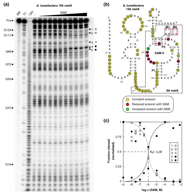 https://cdn.ncbi.nlm.nih.gov/pmc/blobs/aee3/1273637/bb1614d9113a/gb-2005-6-8-r70-3.jpg