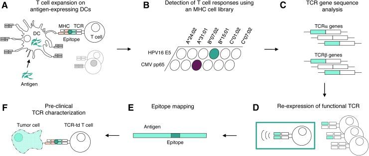 https://cdn.ncbi.nlm.nih.gov/pmc/blobs/aee3/5737719/d1b4608d7156/fig-1.jpg