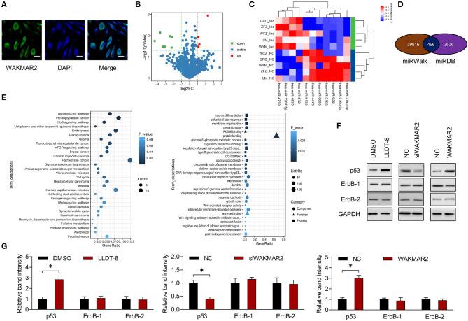 https://cdn.ncbi.nlm.nih.gov/pmc/blobs/aee4/7921149/bc1f16a12fbc/fimmu-12-605616-g0005.jpg