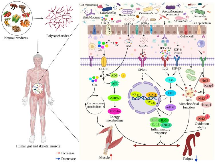 https://cdn.ncbi.nlm.nih.gov/pmc/blobs/aee8/10453516/e1e1f7b3cf35/foods-12-03083-g004.jpg