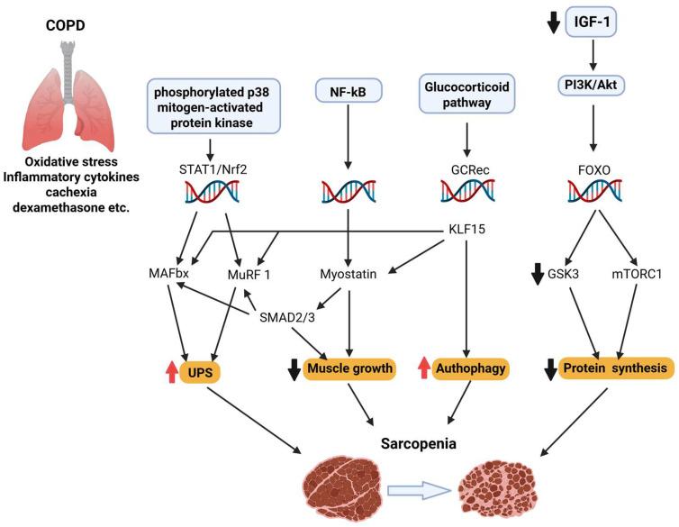 https://cdn.ncbi.nlm.nih.gov/pmc/blobs/aee8/12383373/ad6984b9cd17/biomedicines-13-01817-g002.jpg