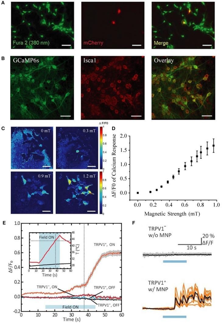 https://cdn.ncbi.nlm.nih.gov/pmc/blobs/aeea/6240619/fb48ca1109ed/fncir-12-00097-g0001.jpg