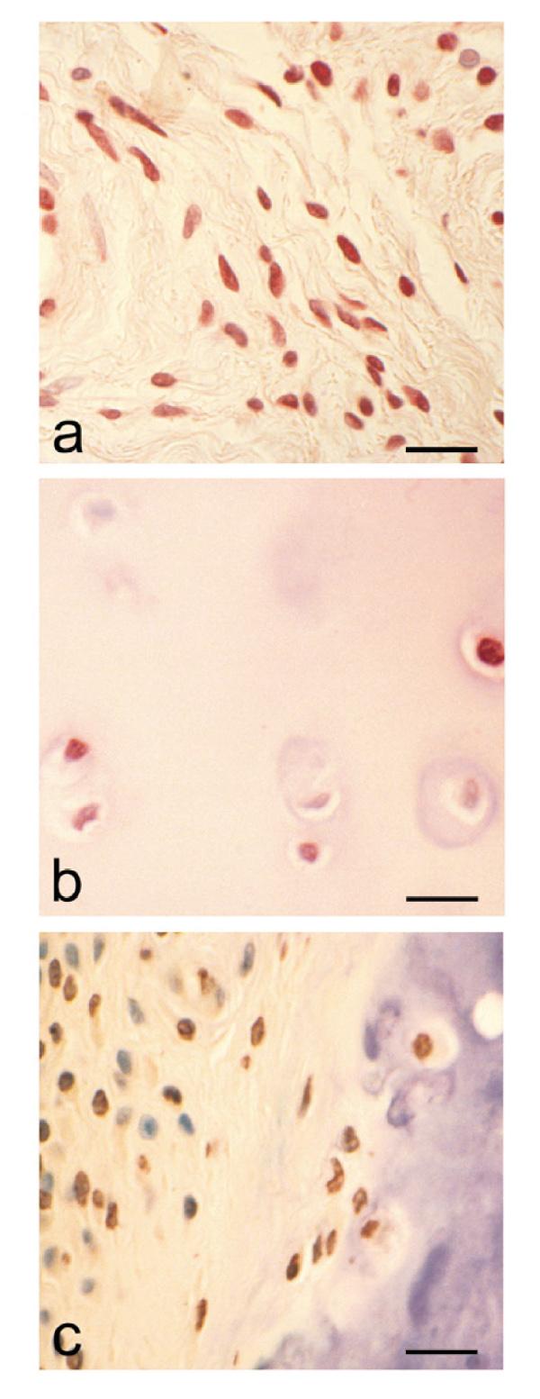 https://cdn.ncbi.nlm.nih.gov/pmc/blobs/aeeb/17774/8a149fb53d40/ar-1-1-063-1.jpg