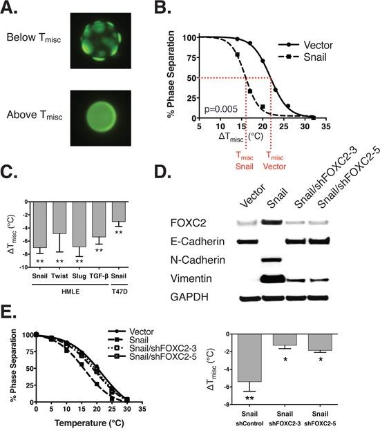https://cdn.ncbi.nlm.nih.gov/pmc/blobs/aeee/5239496/ece454454413/oncotarget-07-51553-g001.jpg
