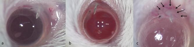 https://cdn.ncbi.nlm.nih.gov/pmc/blobs/aef3/7490364/4d916f3ba45e/41598_2020_72036_Fig1_HTML.jpg
