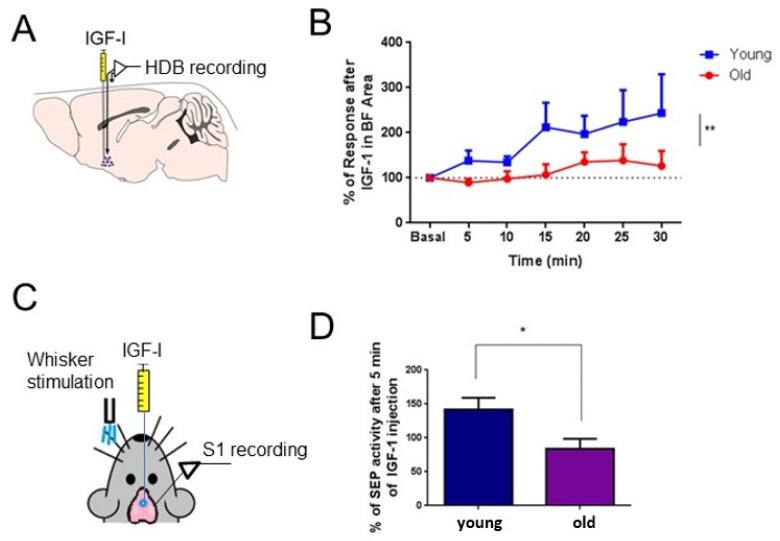 https://cdn.ncbi.nlm.nih.gov/pmc/blobs/aef5/10252596/db2b82966bfe/cells-12-01477-g002.jpg